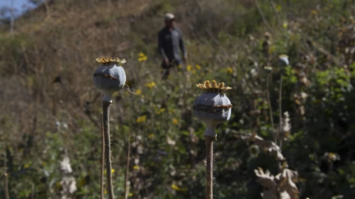La siembra de amapola en la sierra de Guerrero, una de las causas para la disputa de bandas del crimen organizado