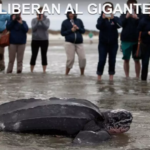 tortuga en carolina del sur