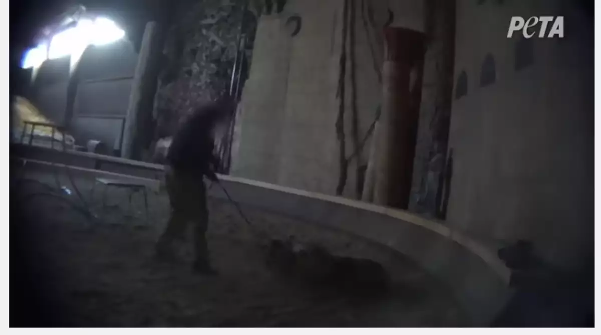 Michael Hackenberg, un reconocido entrenador de animales, fue captado por las cámaras de PETA quienes no dudaron en hacer público el video.
