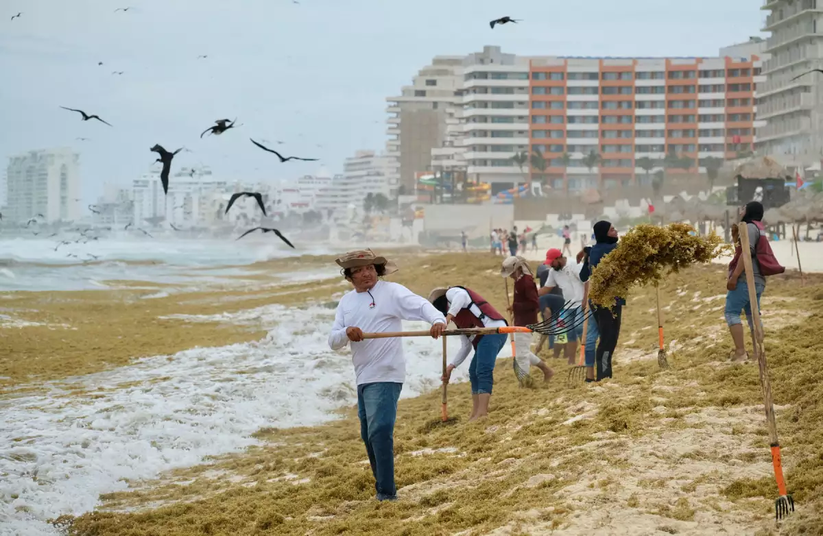 Sargassum seaweed season in Cancun