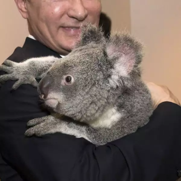 putin, koala, australia, G20