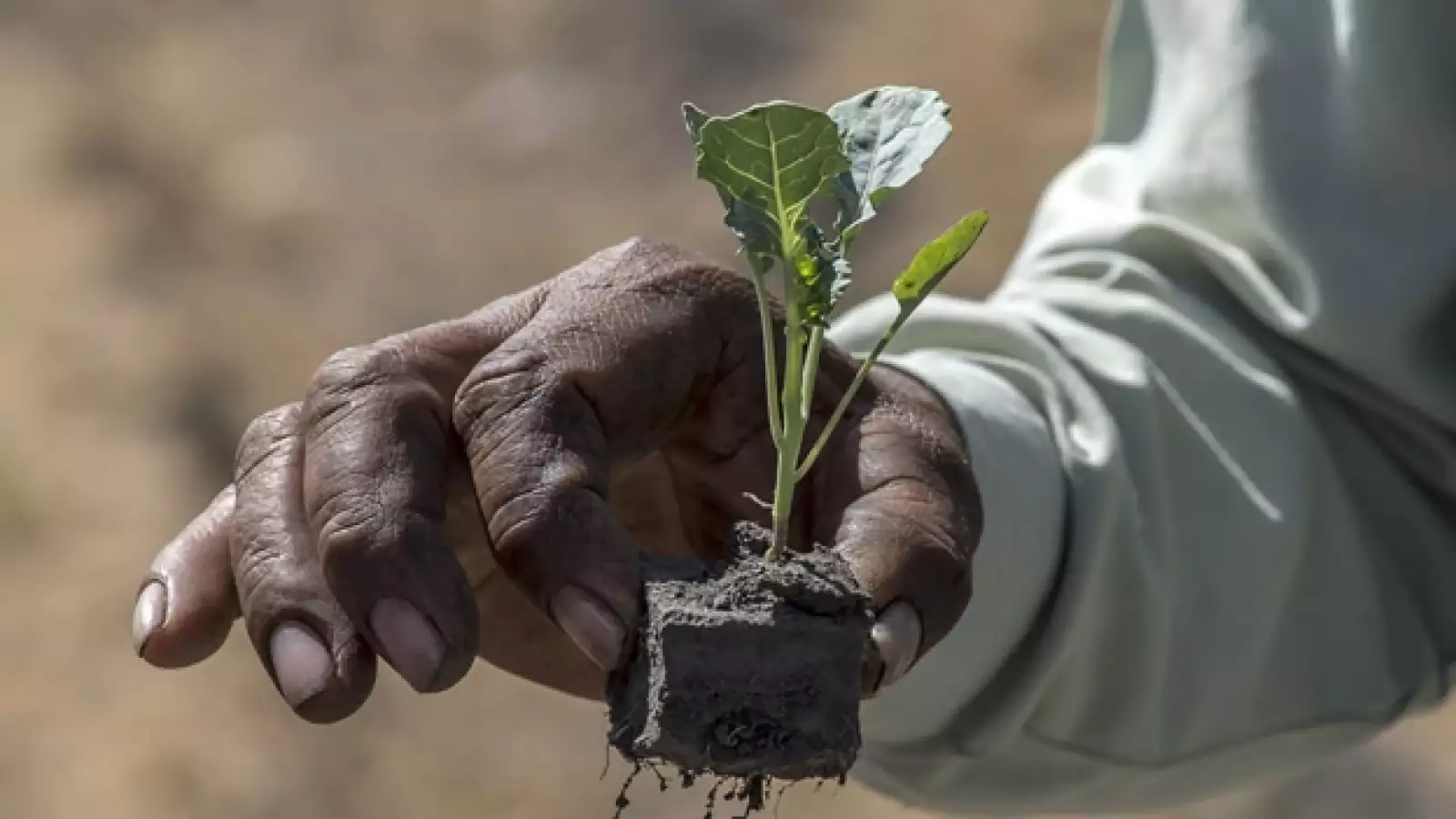 canales, verde, ecologia, agua, siemrba