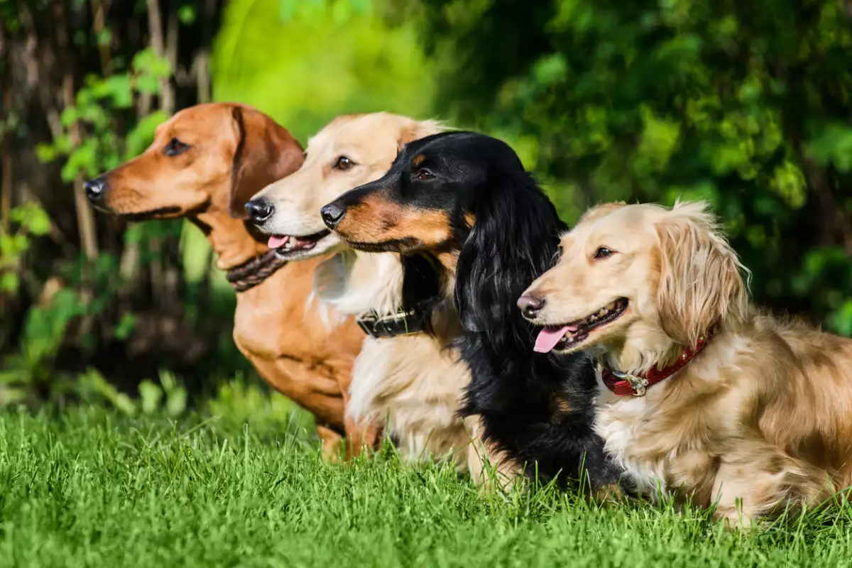 Mundial del Perro: datos curiosos de tu lomito que quizás no sabías
