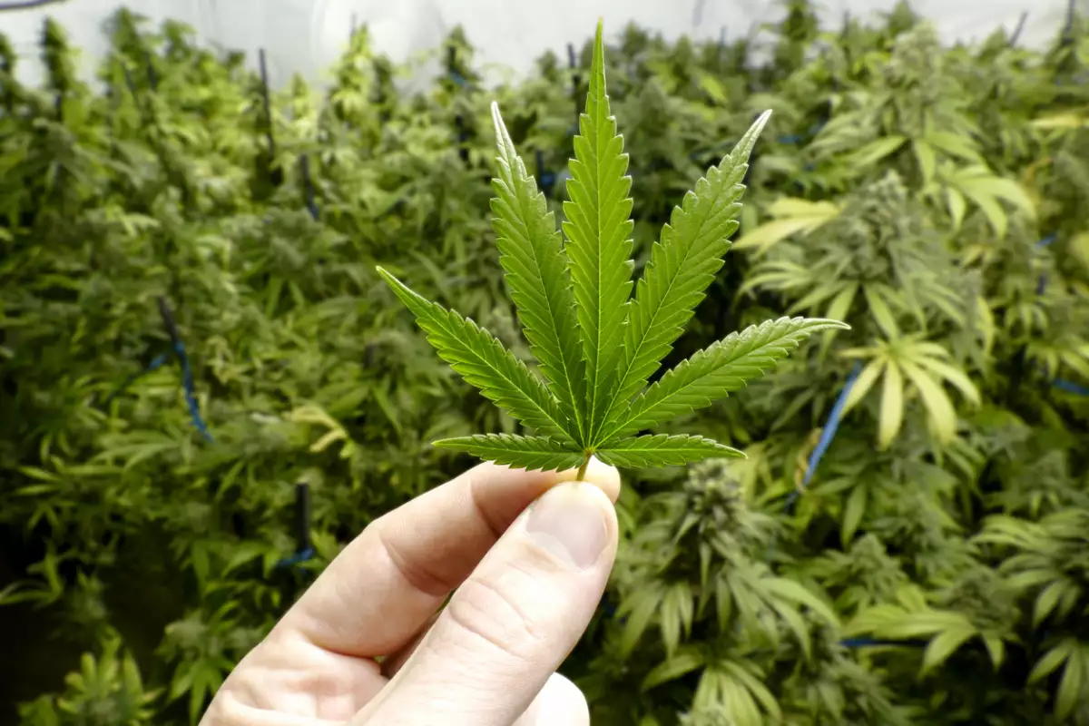 marihuana
