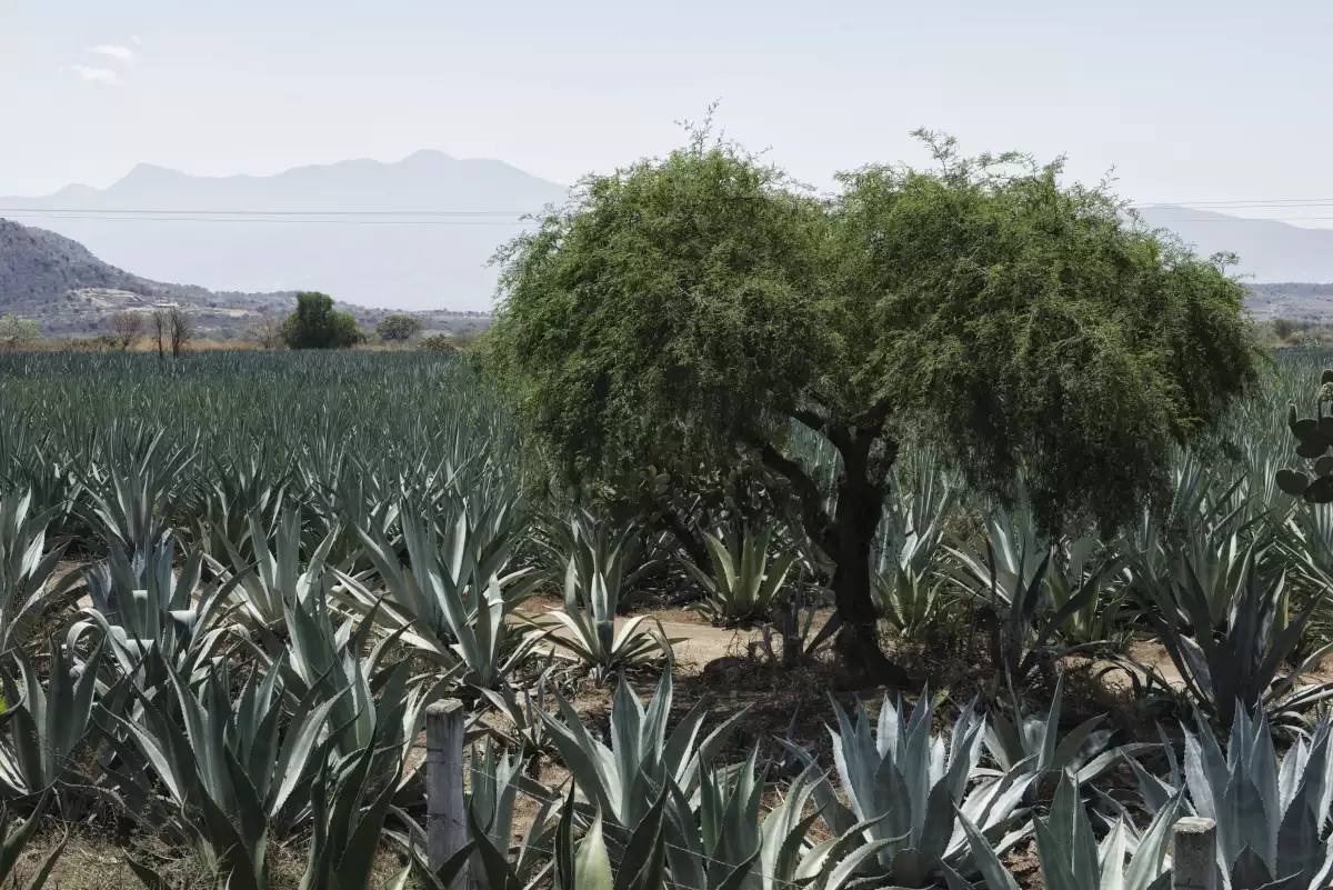 Campo de agave