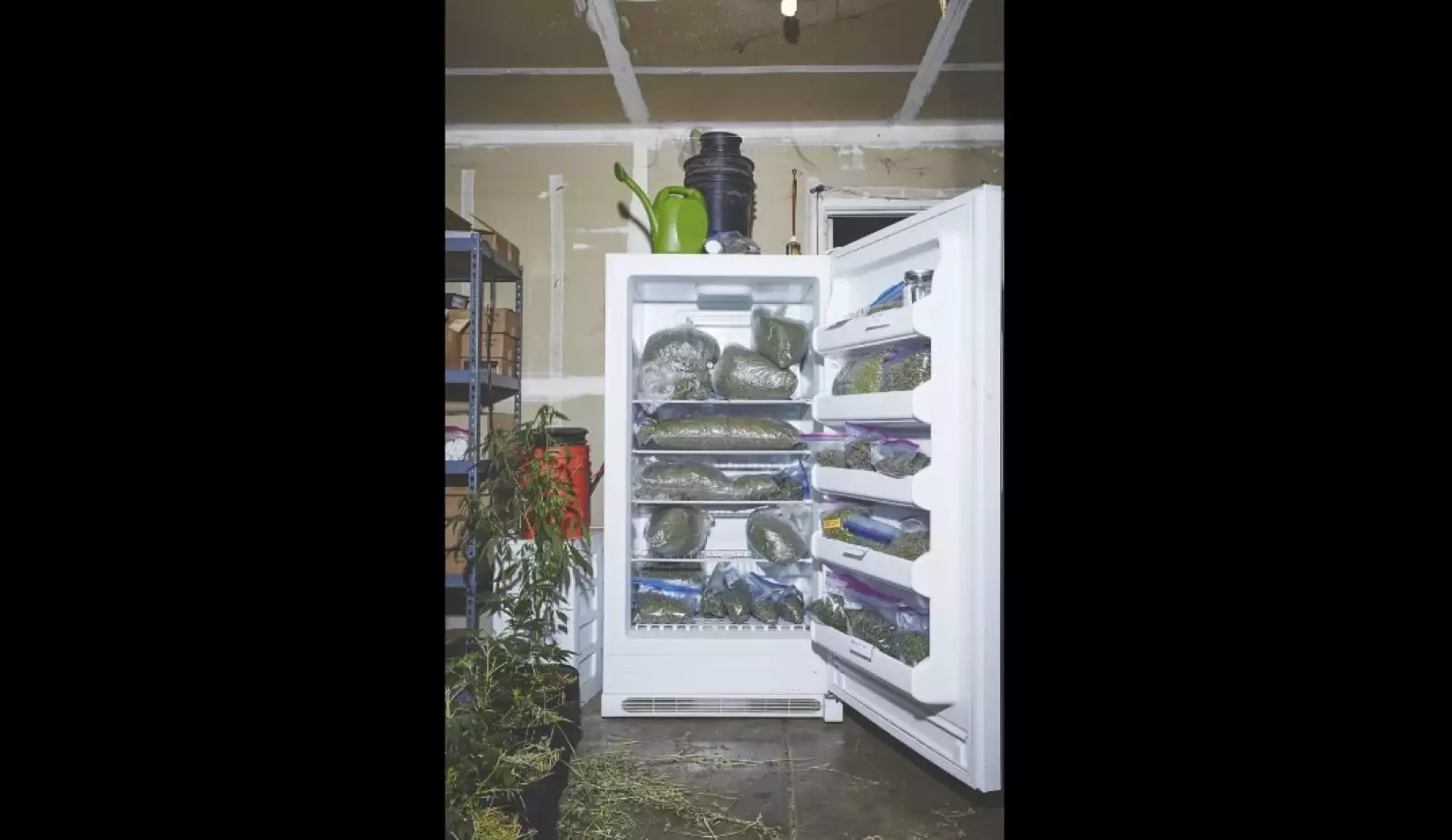 Las 'monjas' guardan la marihuana en refrigeradores en su casa.
