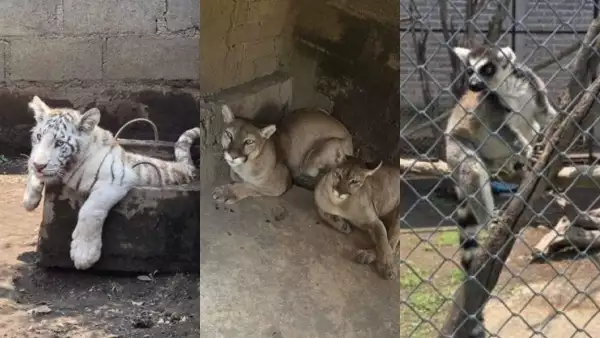 animales.jpg