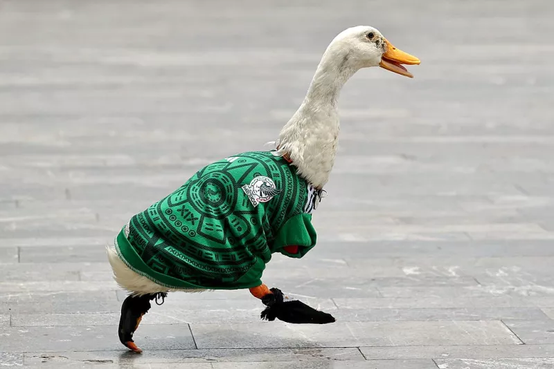 pato merlin