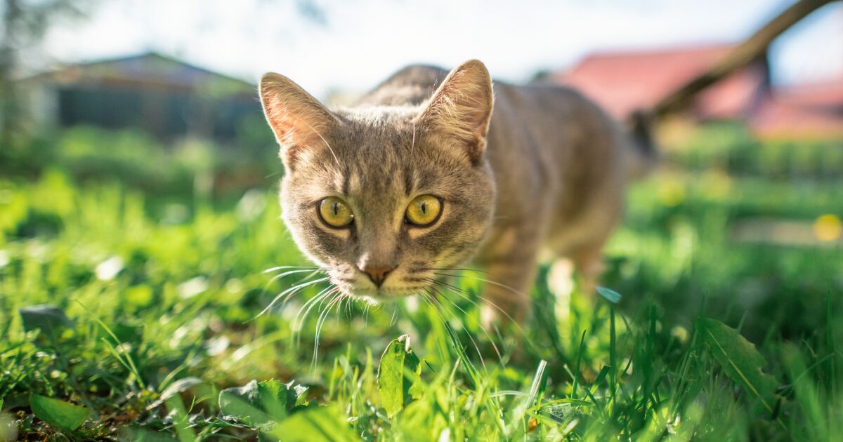 Uluslararası Kedi Günü neden 8 Ağustos'ta? Konuşmadan kedinizin ortaya çıkardığı şey