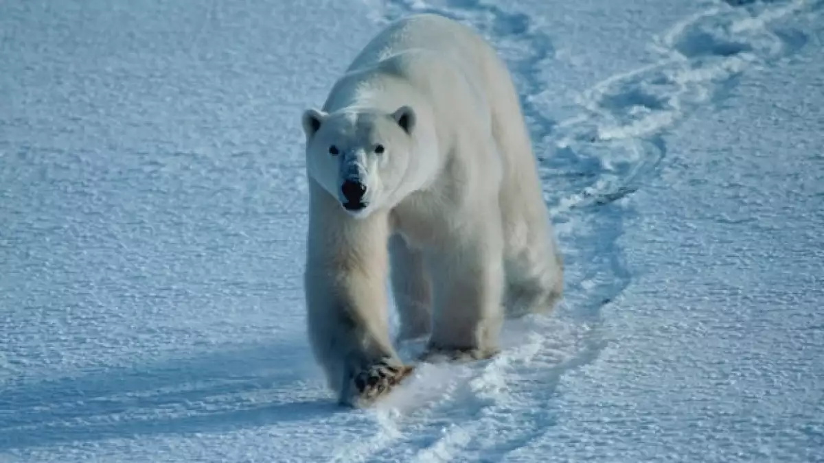 Oso Polar deshielo
