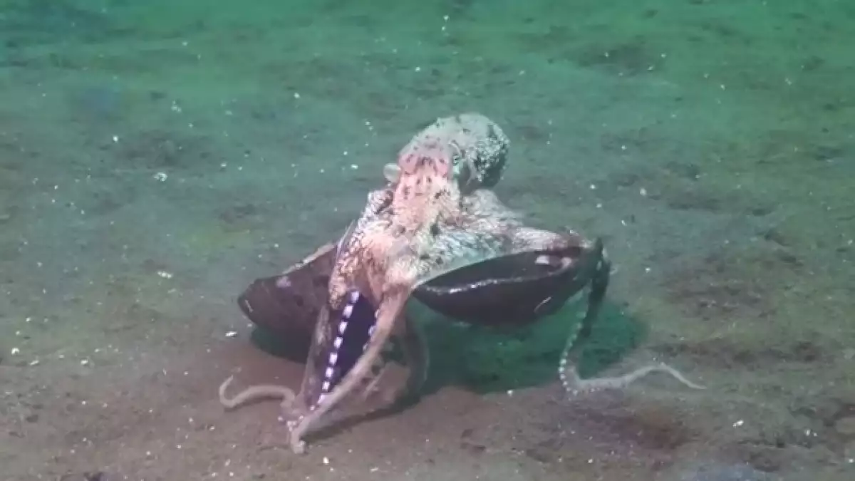 pulpo