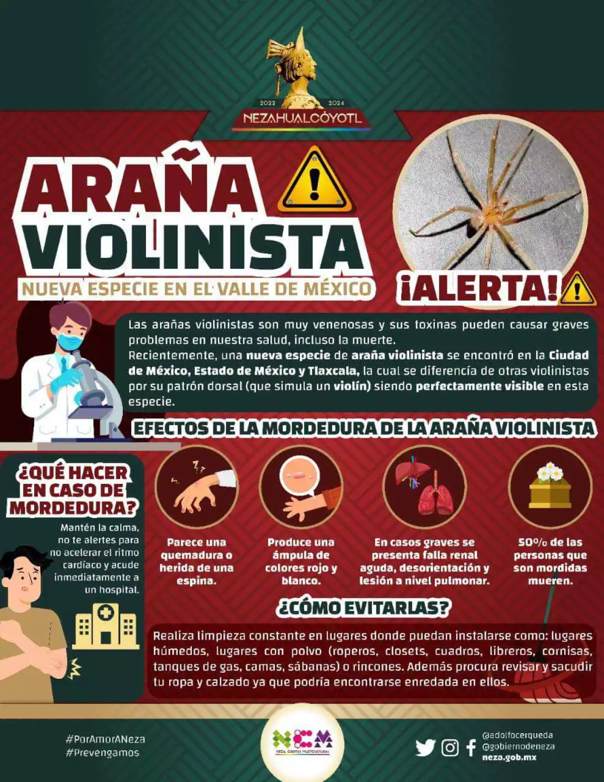 alerta-neza-arana-violinista.jpeg