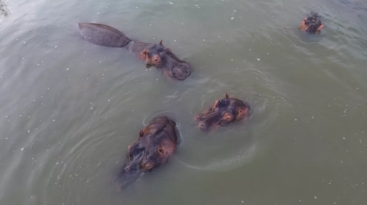 hipopotamos colombia