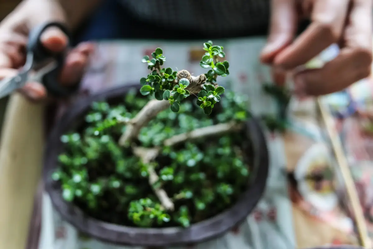 bonsai