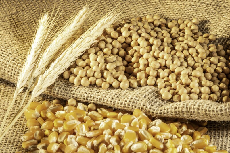 Las empresas hacen frente al aumento en el precio del trigo, la soya y el maíz. (iStock)