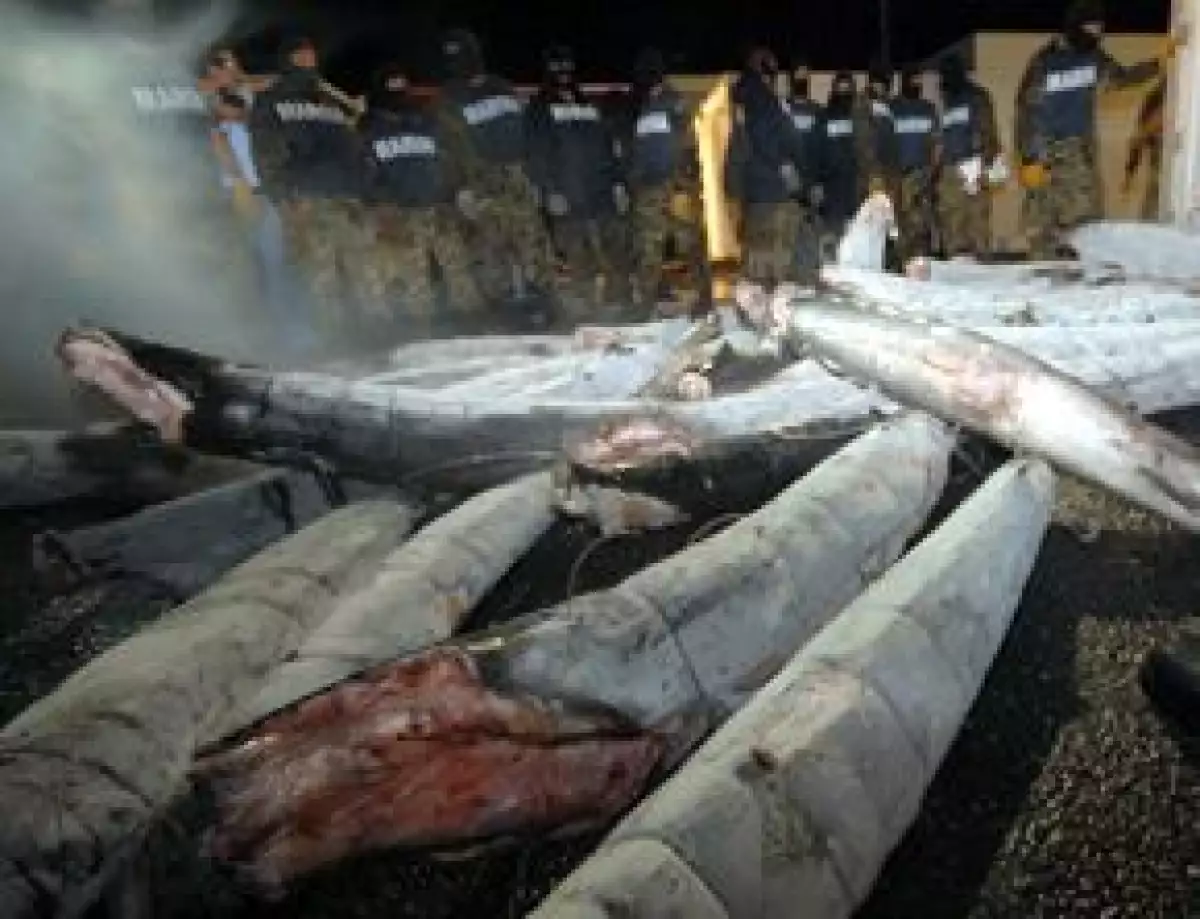 Elementos de la Armada de México encontraron un cargamento de dicha droga dentro de los escualos que venían en un un contenedor procedente de Houston, Texas.