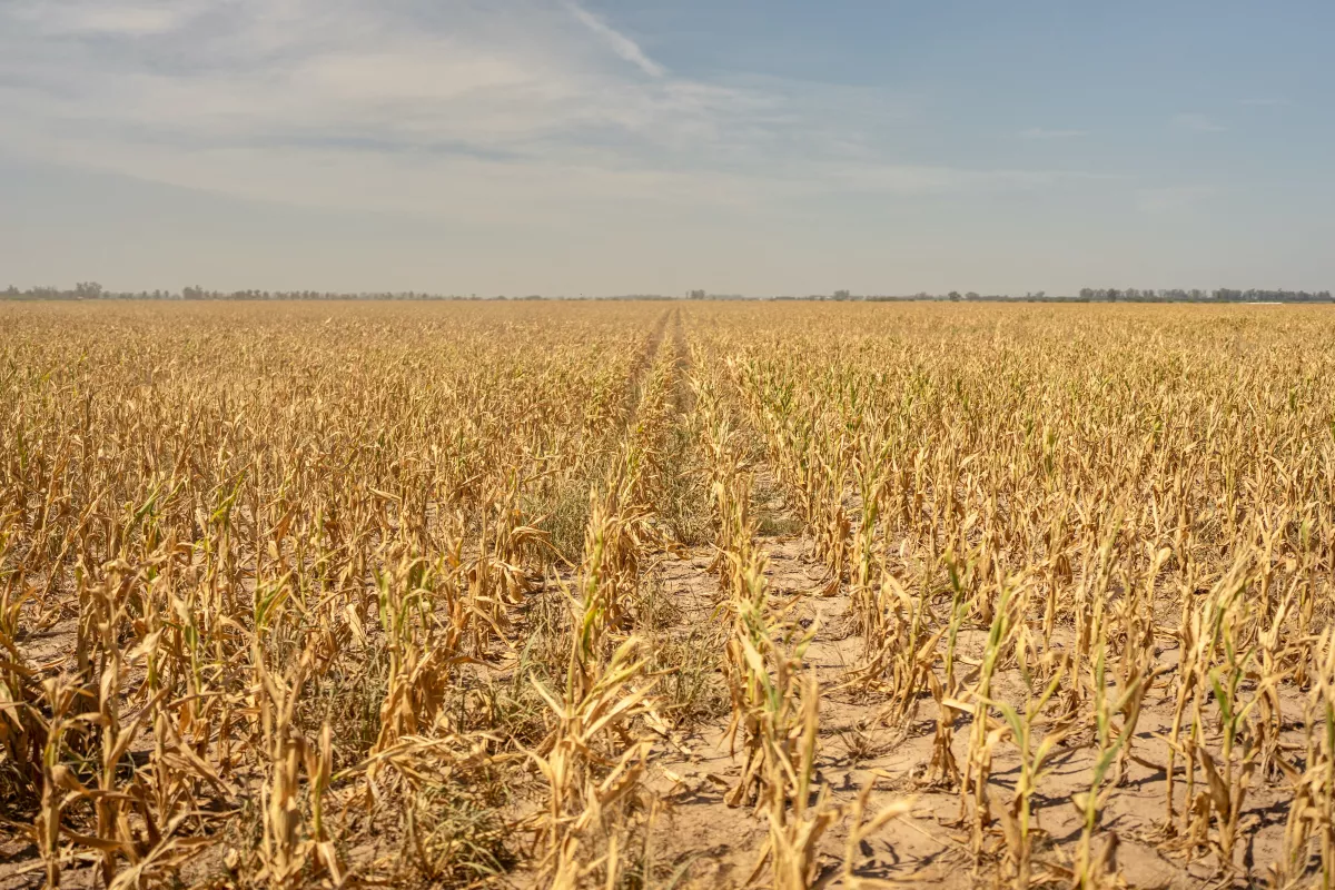 agricultura y cambio climatico