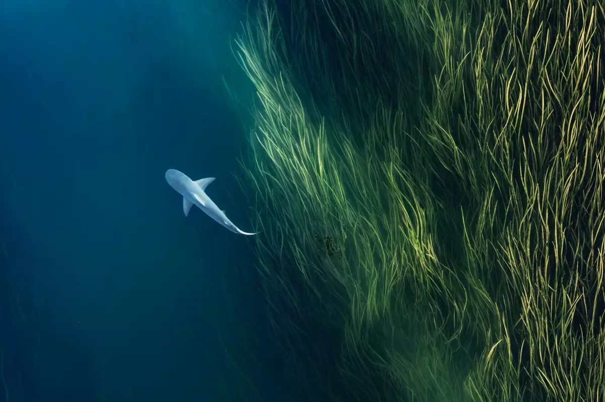 Shark in the Ord River photographed from an overhead perspective, Kununurra, The Kimberley, Western Australia, Australia