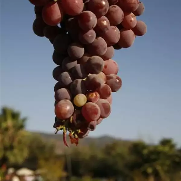 Vendimia Monte Xanic