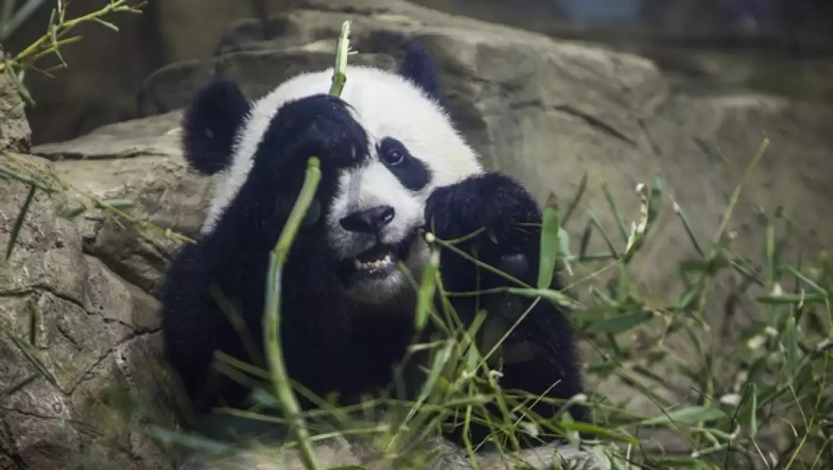 panda