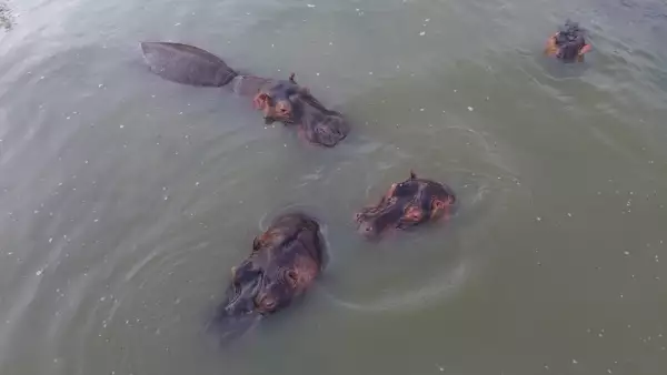 hipopotamos colombia