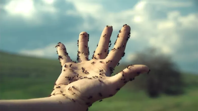 insectos piel hormigas