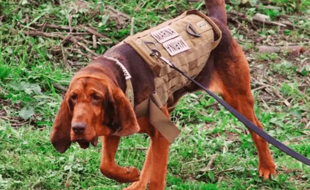 perrito max.png