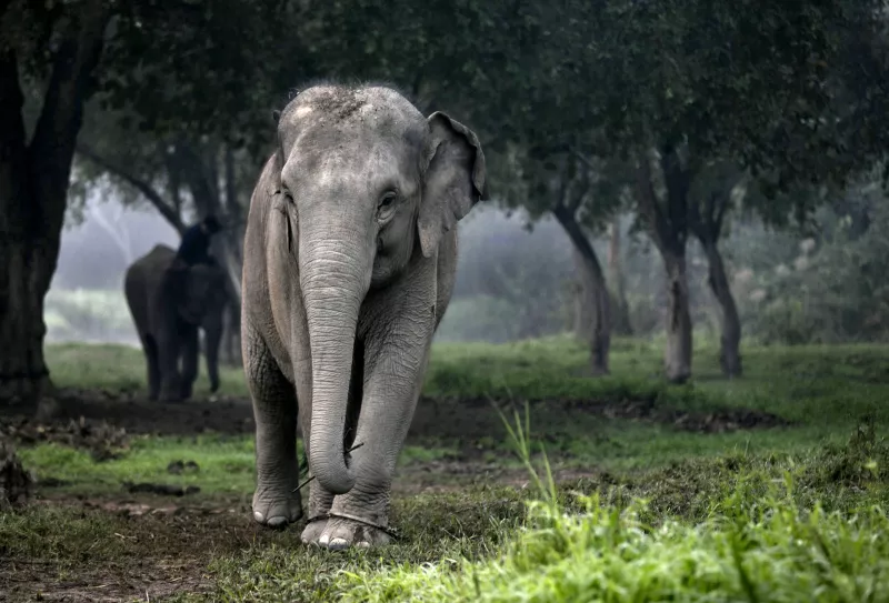 Elephant Dung Coffee Produces The World's Most Expensive Cup