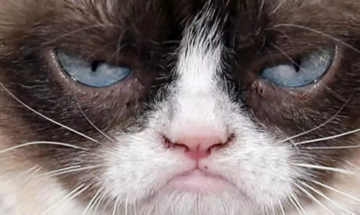 Grumpy Cat es uno de los gatos más conocidos en la web. (Foto: Getty Images)