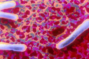 bacteria 3.jpg