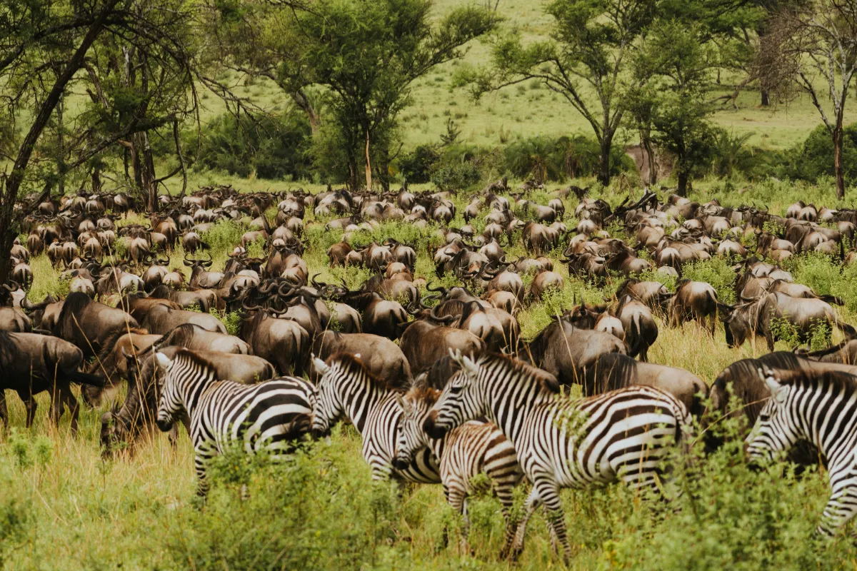 Foto de manadas de cebras y ñus en libertad en un safari de Tanzania, África