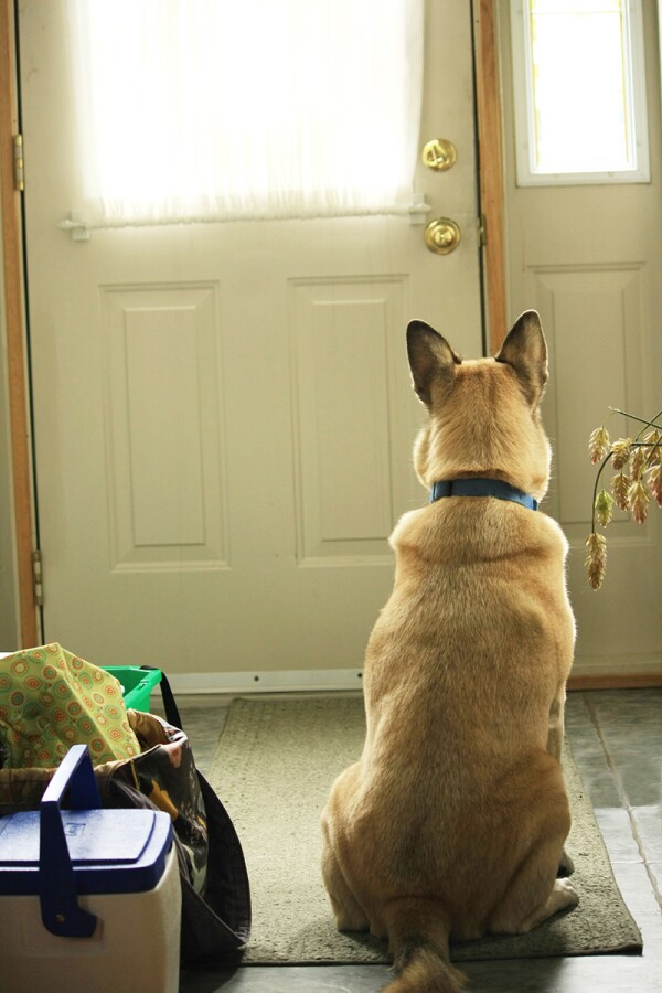 perro-perrito-mascota-cuarentena-coronavirus-2