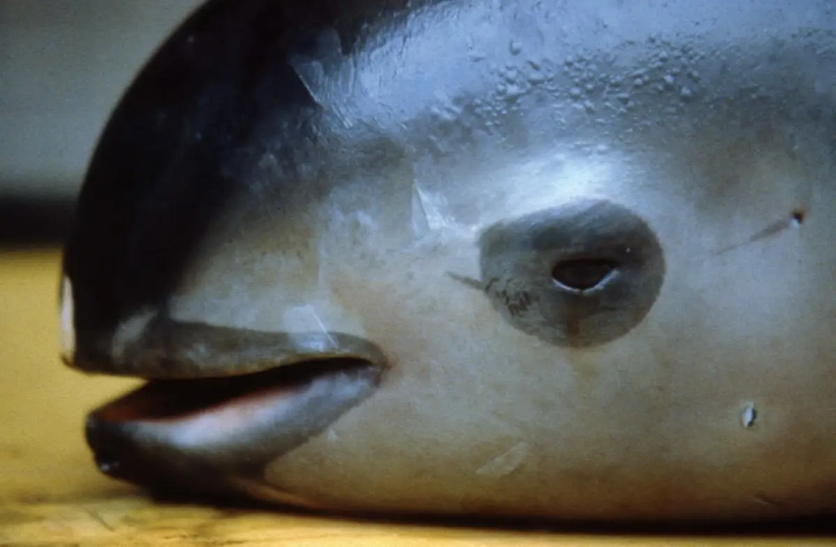 MEXICO-VAQUITA-MARINA
