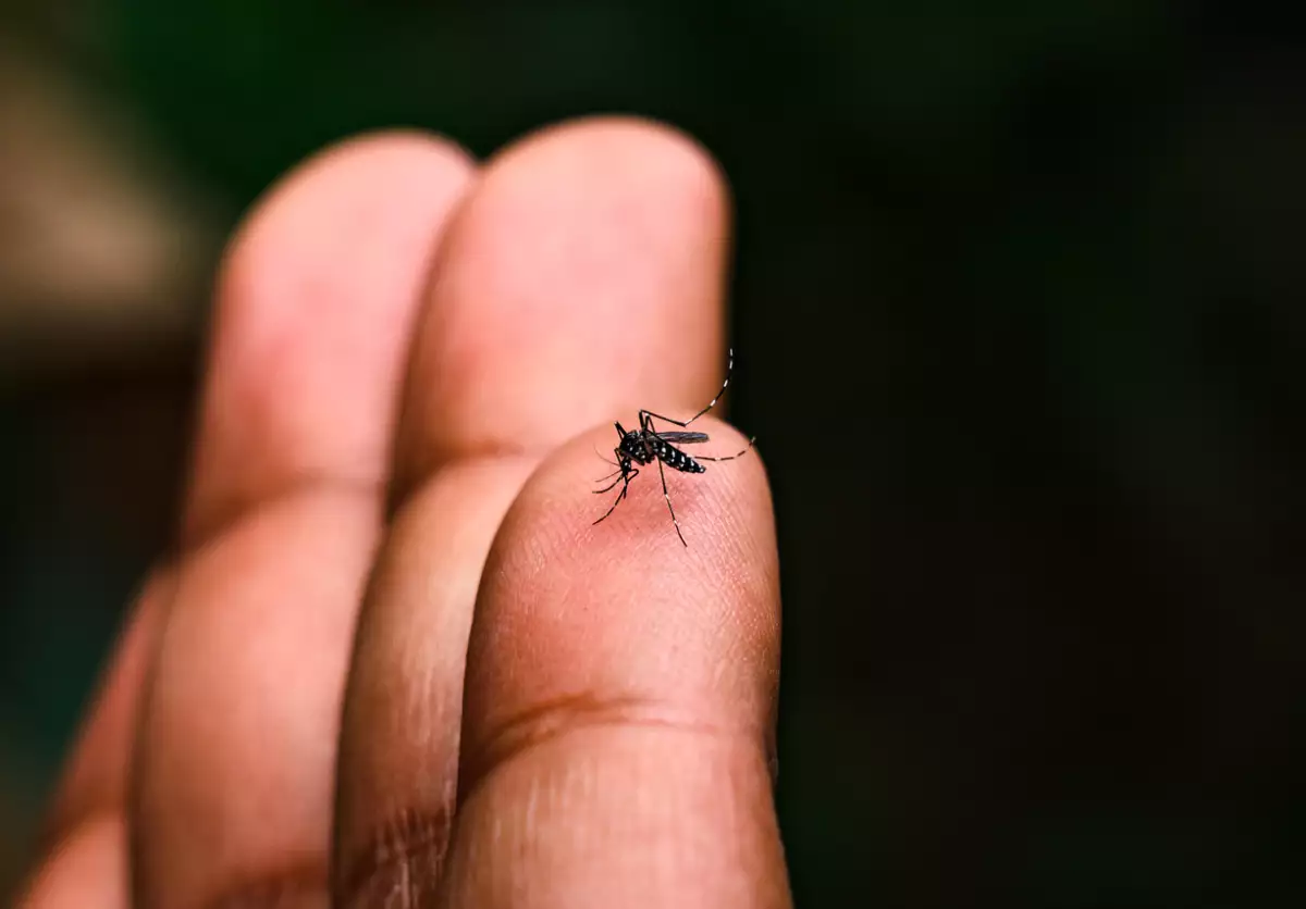 Aedes albopictus (Stegomyia albopicta), de la familia del mosquito (Culicidae), también conocido como el mosquito tigre (asiático). Vector del virus de la fiebre amarilla, fiebre del dengue, fiebre Chikungunya, virus del Zika.