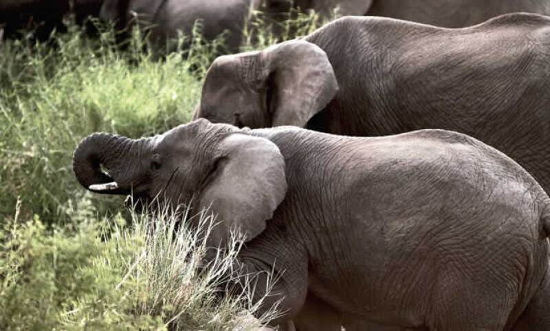 El Ngorongoro es un microsistema dentro de otro microsistem,a que son las planicies del este de África. Las excursiones se realizan de día y sólo se permite pasar seis horas dentro de la boca del volcán ya que leones, chitas y hienas salen a cazar por la 