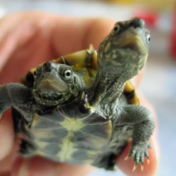 Animales con dos cabezas