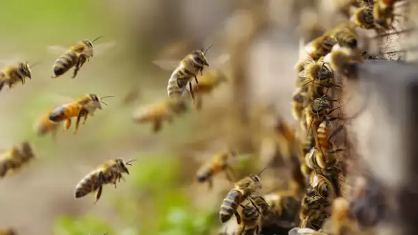 abejas