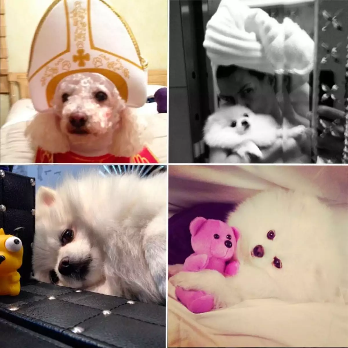 La conductora presume orgullosa a su perrita Brooke quien lleva un interesante estilo de vida, tal como su famosa dueña.