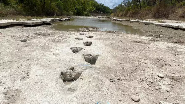 Esta imagen del cortesía obtenida el 23 de agosto de 2022 por cortesía del Parque Estatal Dinosaur Valley muestra huellas de dinosaurios de hace unos 113 millones de años, descubiertas en el Parque Estatal de Texas después de una sequía severa que secó un río.