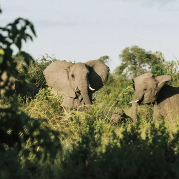 Experiencia de un safari en Botsuana