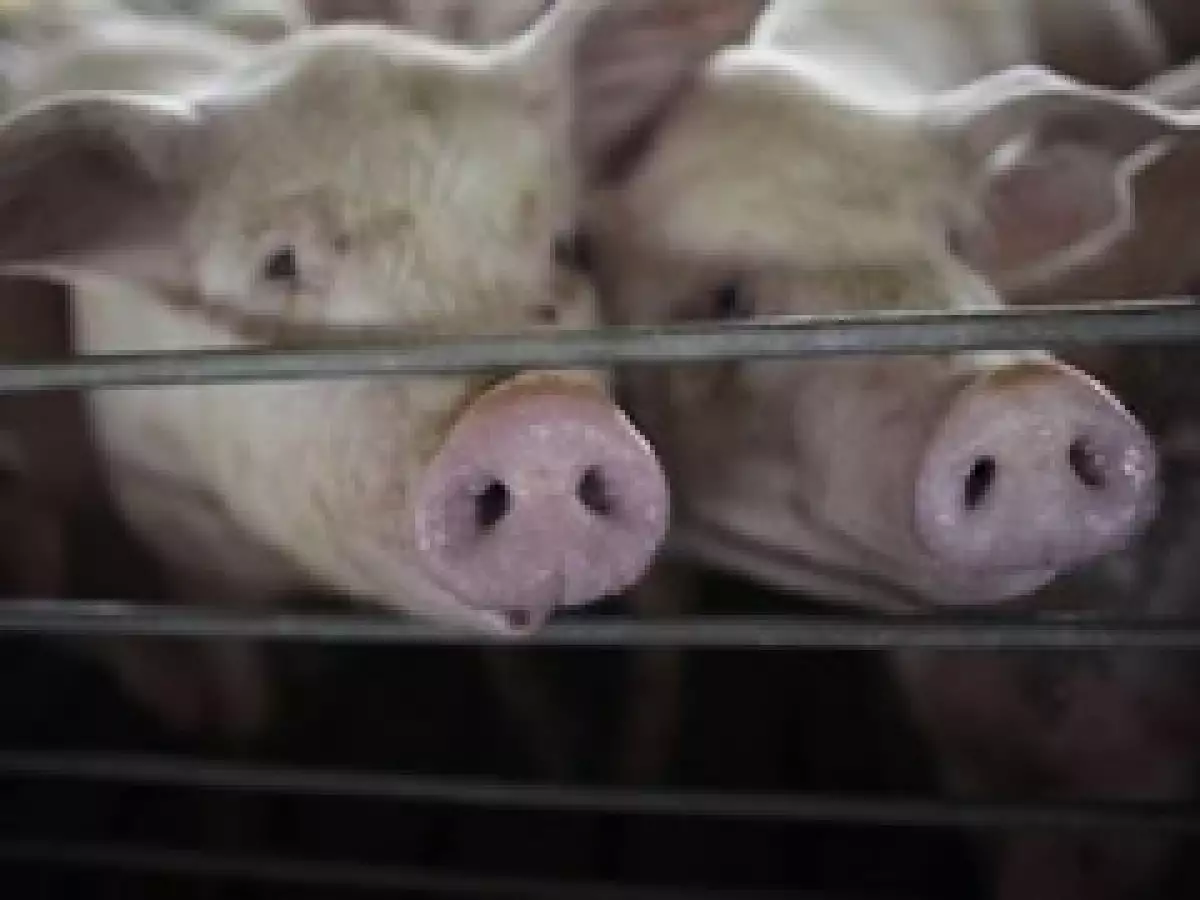 Actualmente China restringe la entrada de carne de cerdo mexicana (Foto: AP)