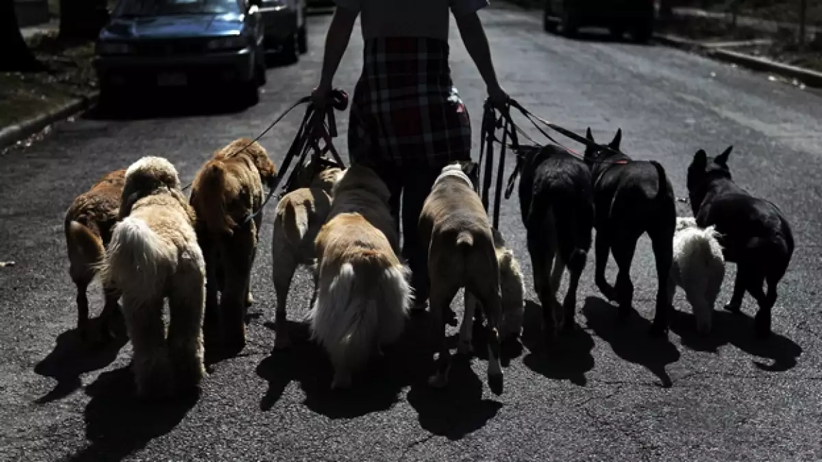 paseador de perros