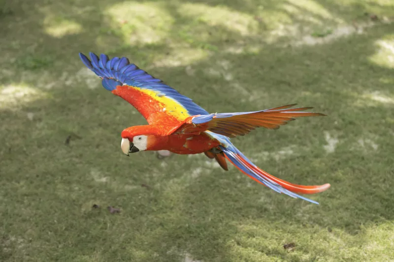 Guacamayas
