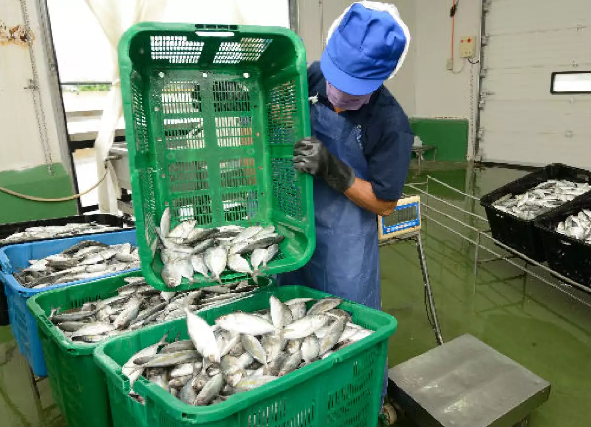 pescado