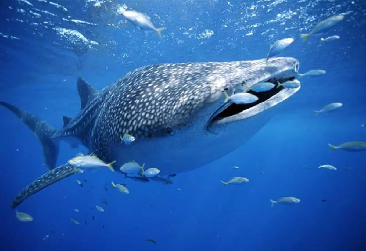 Podrás nadar con tiburones ballena en Holbox.