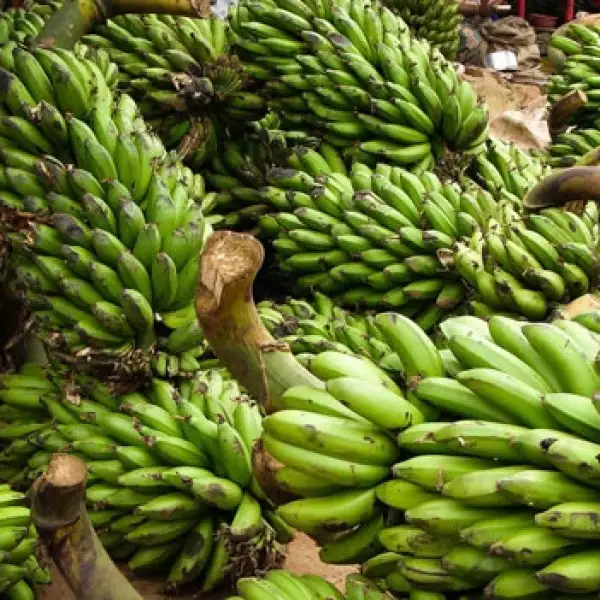 Uganda bananas agricultura plaga 03