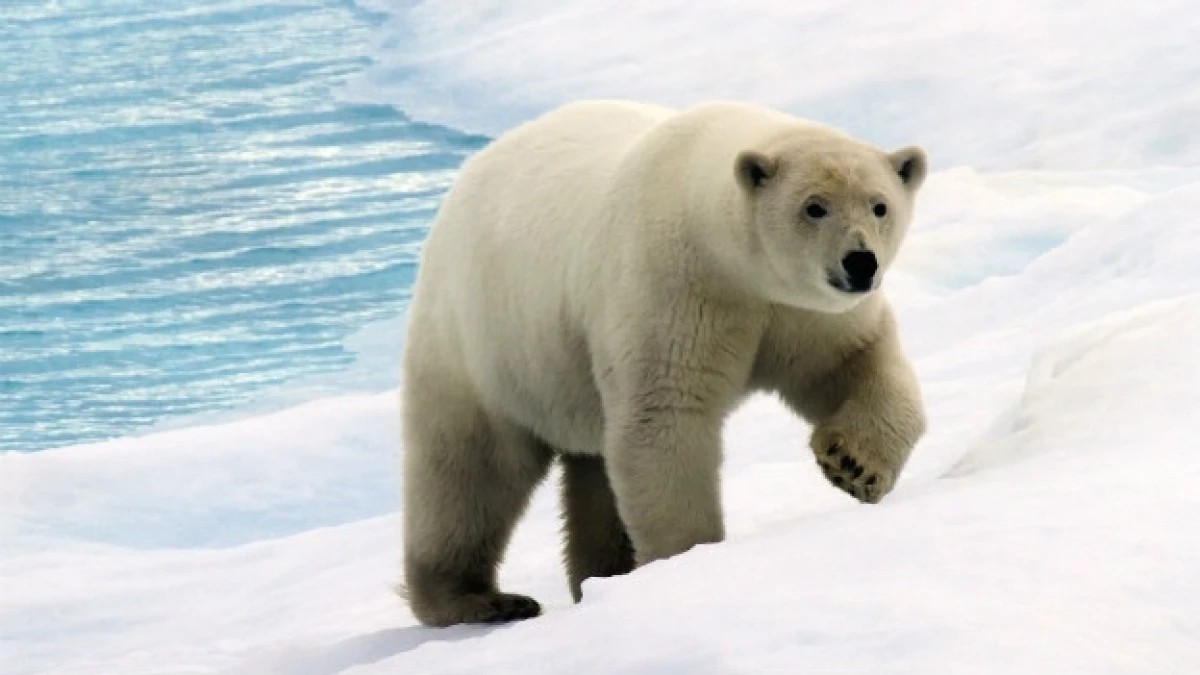 oso