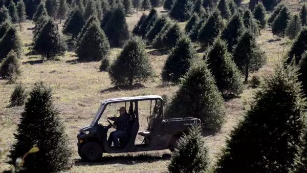 arboles y sustentabilidad