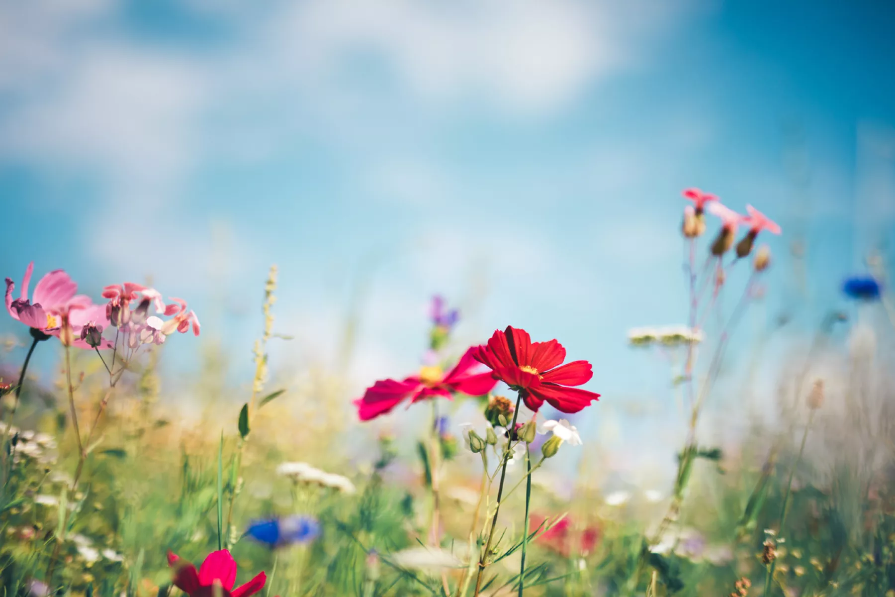 La-gran-batalla-floral