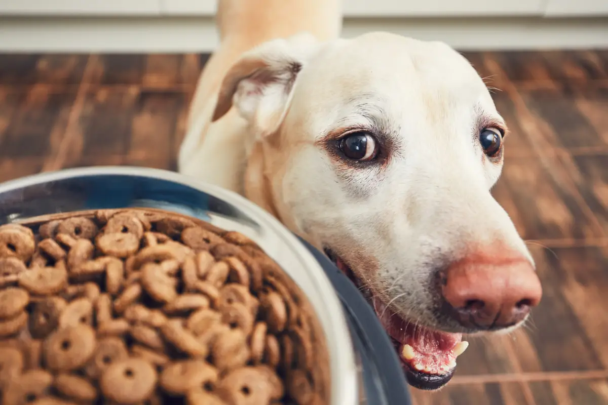 Foto de un perro labrador viendo fijamente un plato lleno de croquetas.